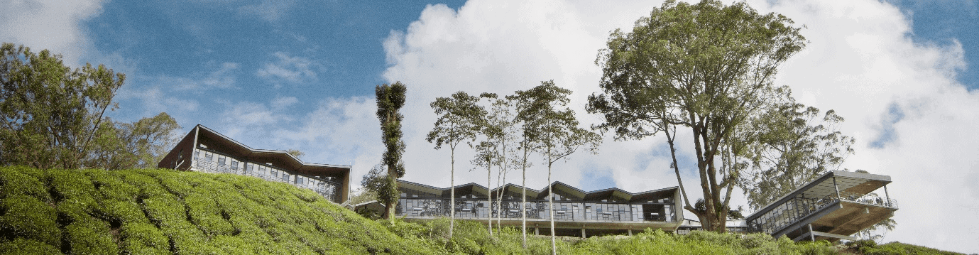 Tea Garden, Cameron Highland